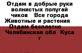 Отдам в добрые руки волнистых попугай.чиков - Все города Животные и растения » Отдам бесплатно   . Челябинская обл.,Куса г.